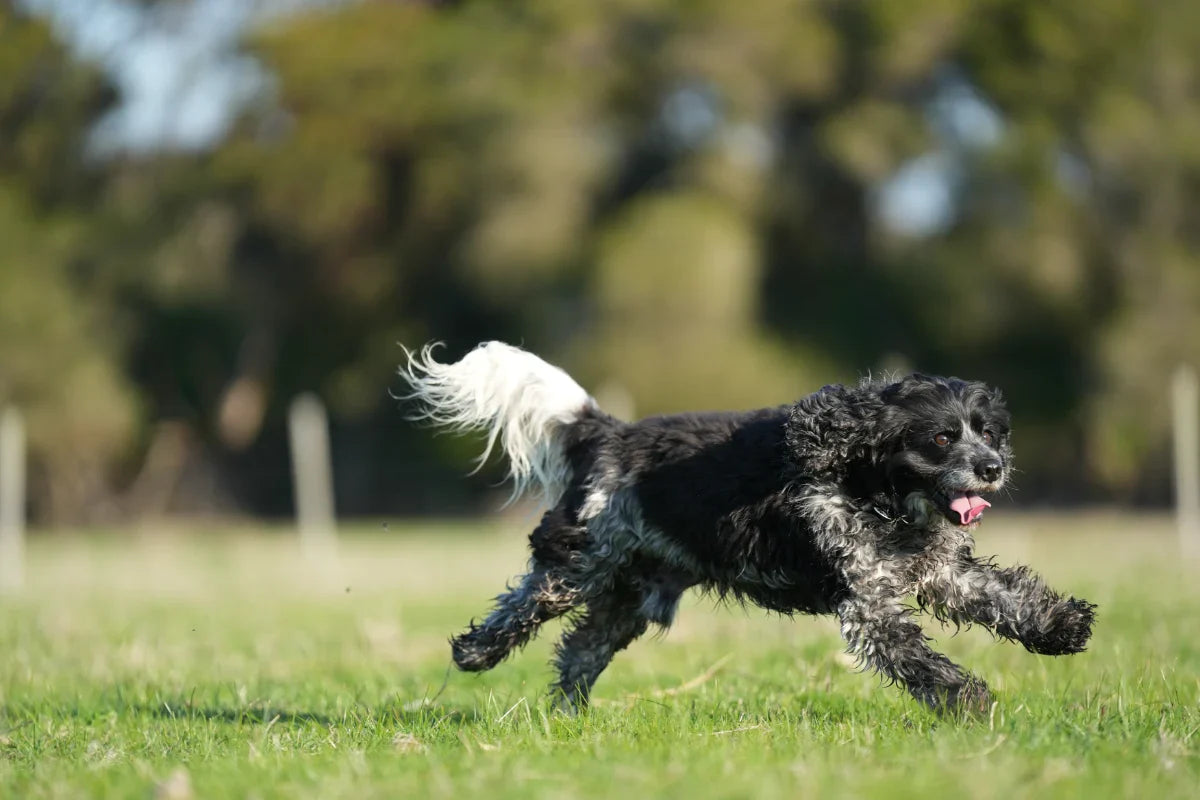 Best Dog Food for Active Dogs