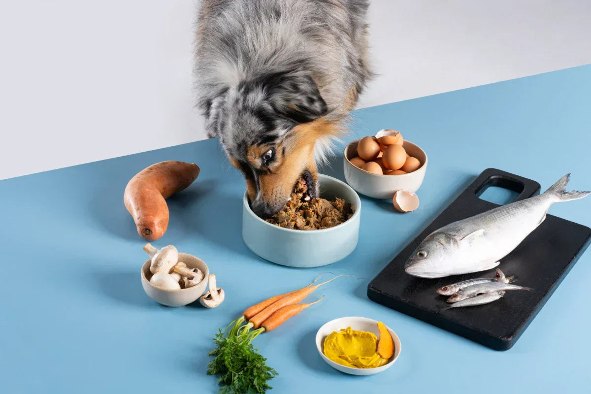 Benefits of lightly cooked dog food.