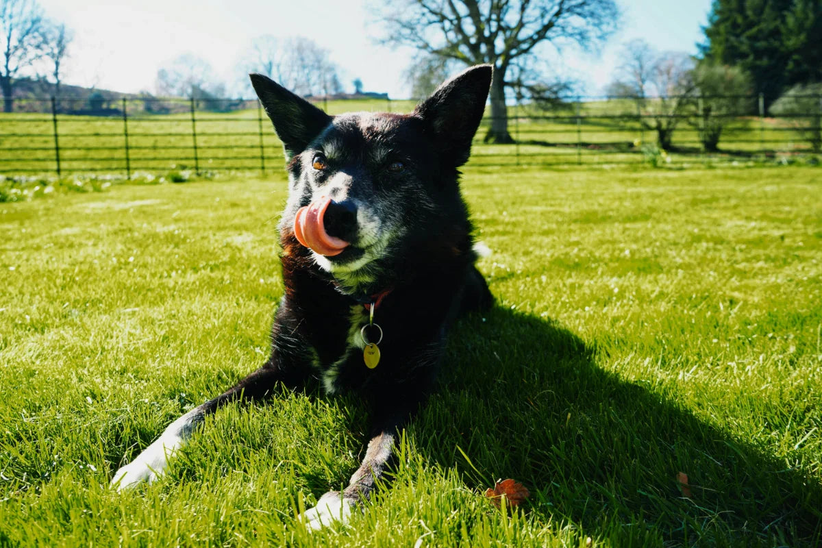 Best Food for Older Dogs
