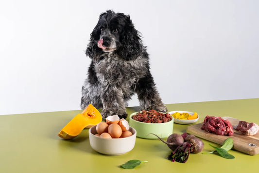 Best Dog Food for Sensitive Stomachs