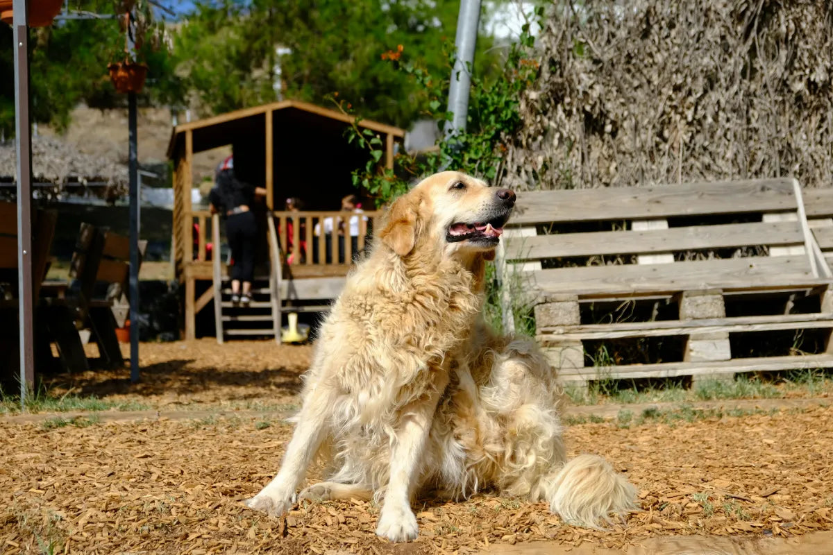 Canine Food Allergies