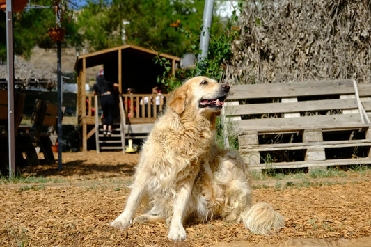 Canine Food Allergies
