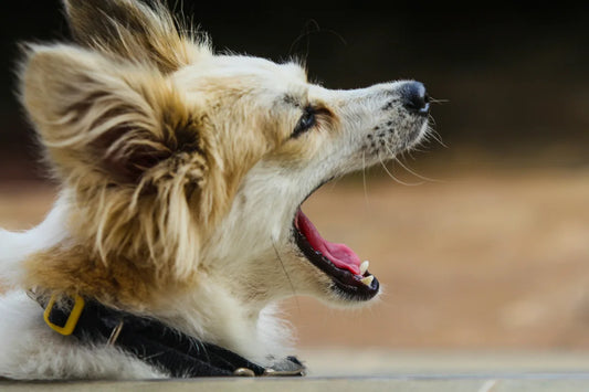 Dog Bad Breath: What’s Causing It and How to Fix It