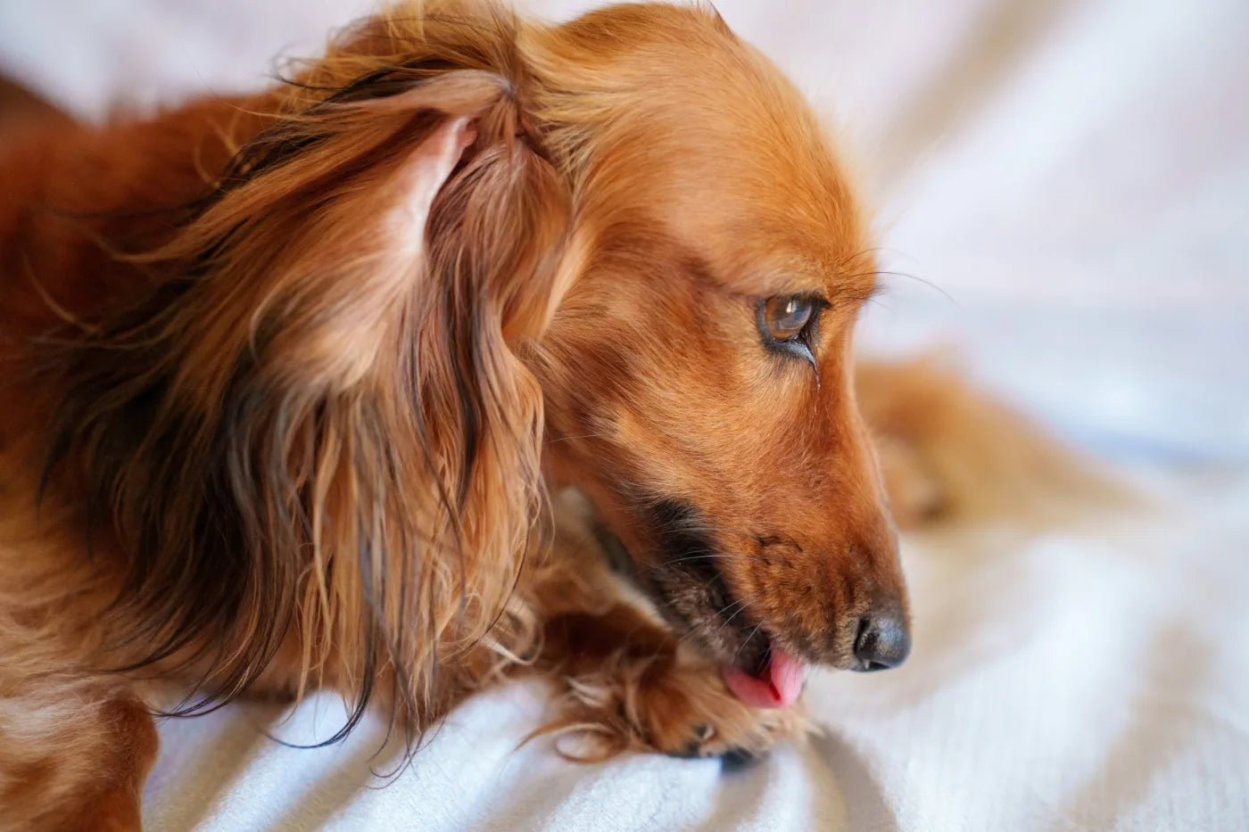Why Does My Dog Lick His Paws? Causes, Solutions & When It Signals Allergies