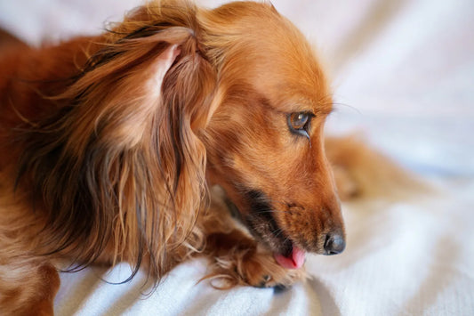 Why Does My Dog Lick His Paws? Causes, Solutions & When It Signals Allergies