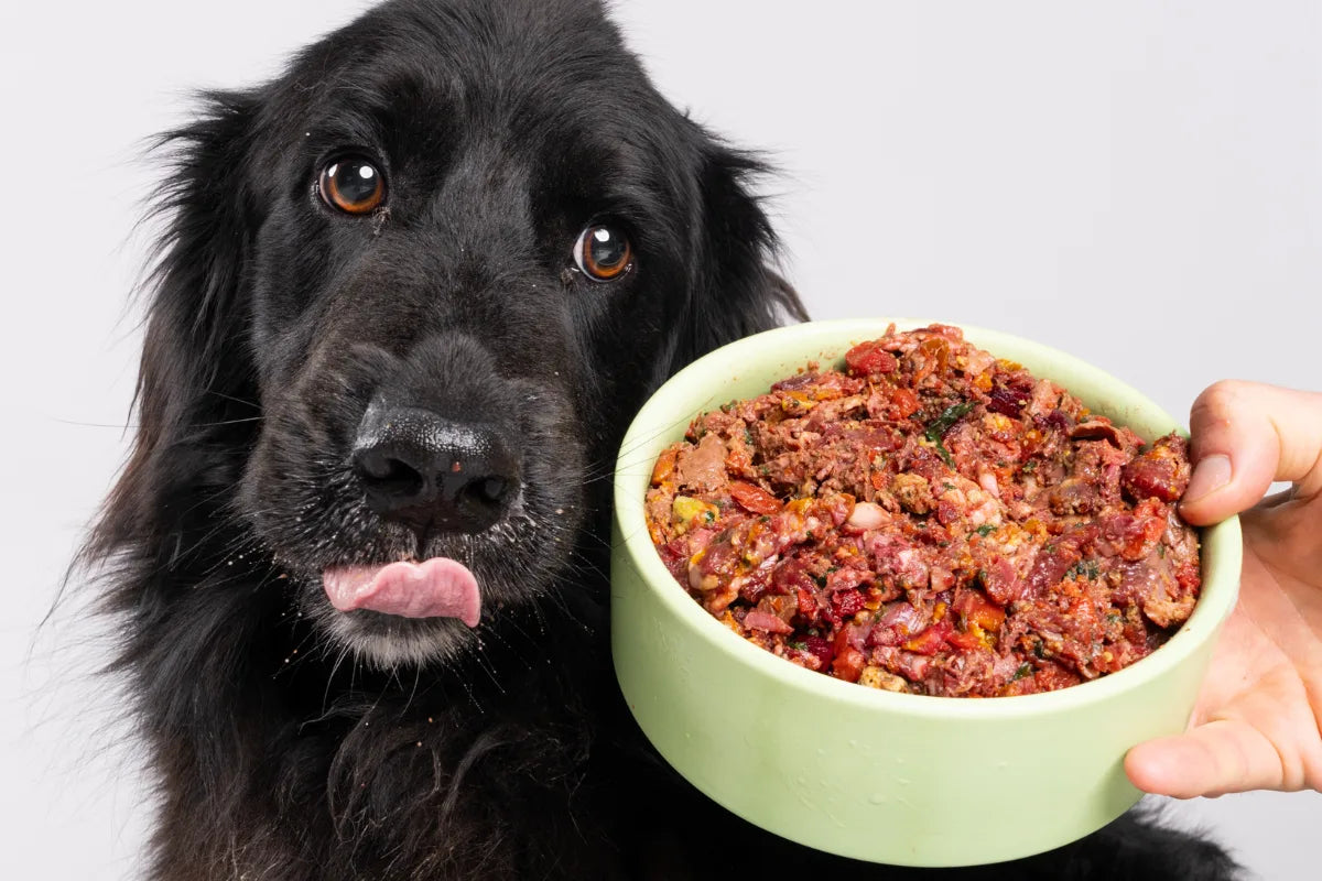 Dog not eating