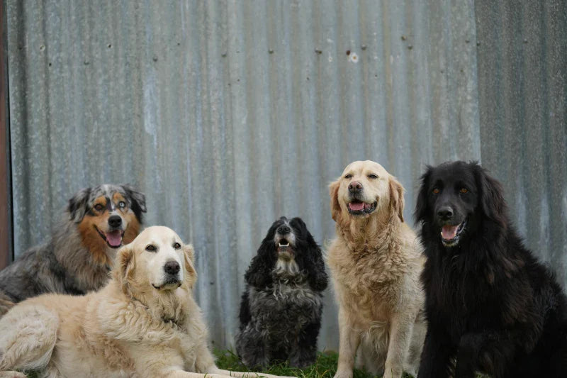 Dog Poo Guide
