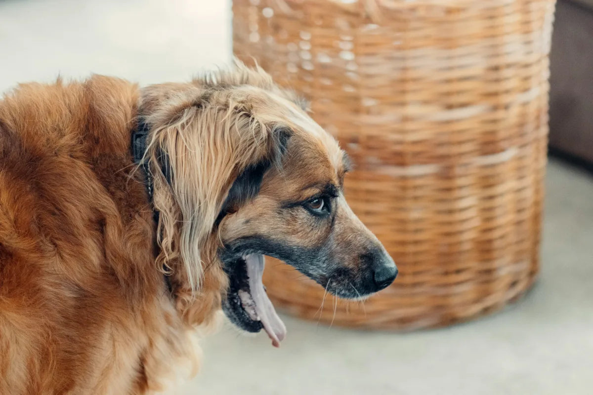 Dog being sick after eating