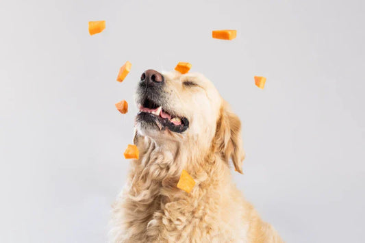 Freeze-Dried vs Dehydrated Dog Treats: What’s the Difference?