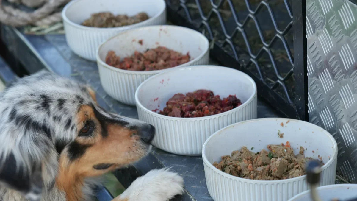 Dog looking at four bowls of different lightly cook food.