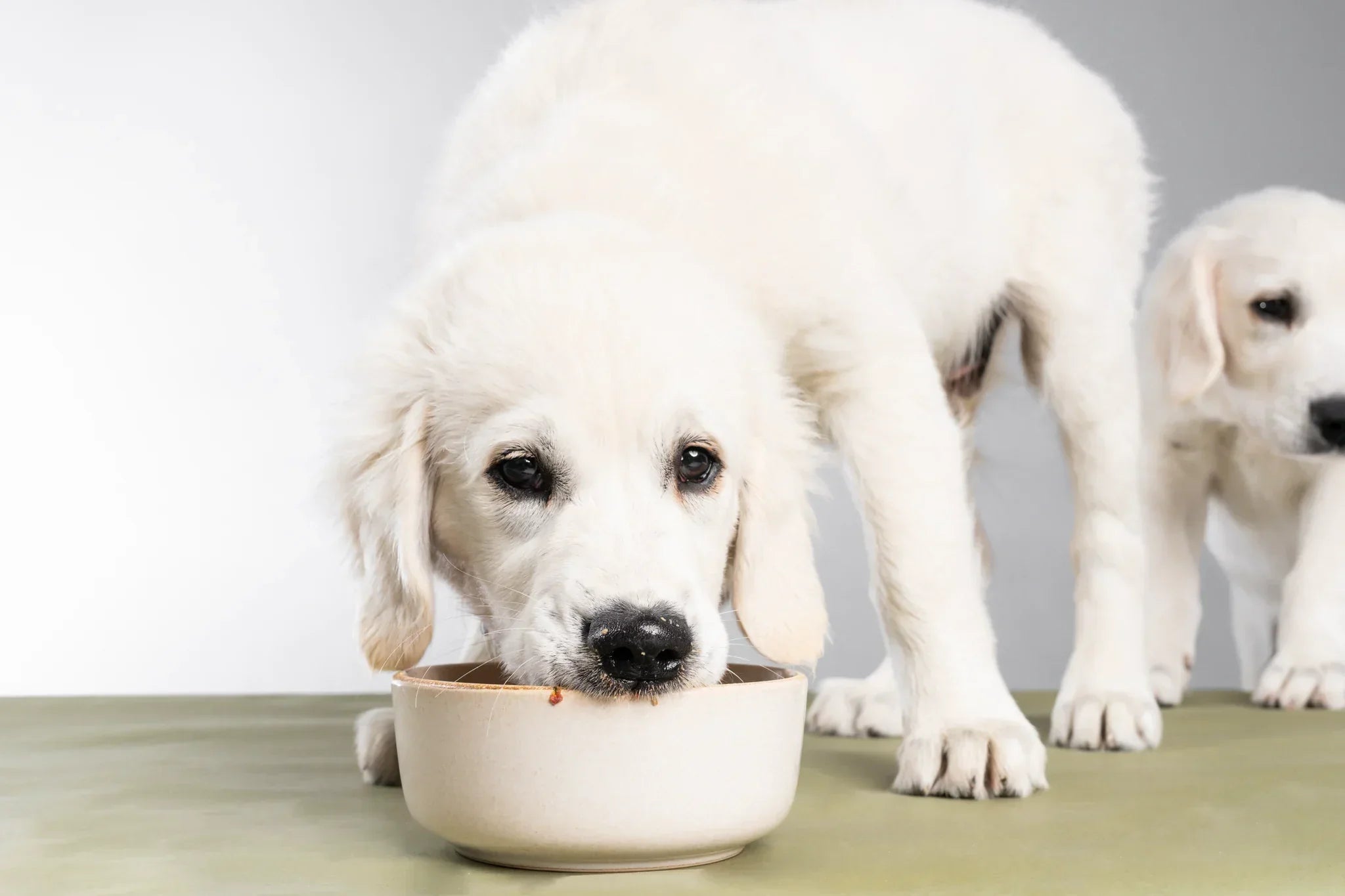 How Much Food Should I Feed My Dog? A Complete Feeding Guide (With Chart)