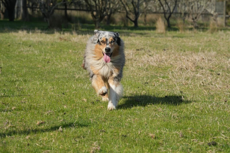 How to Help Dogs Live Longer: Nutrition, Lifestyle and Daily Care