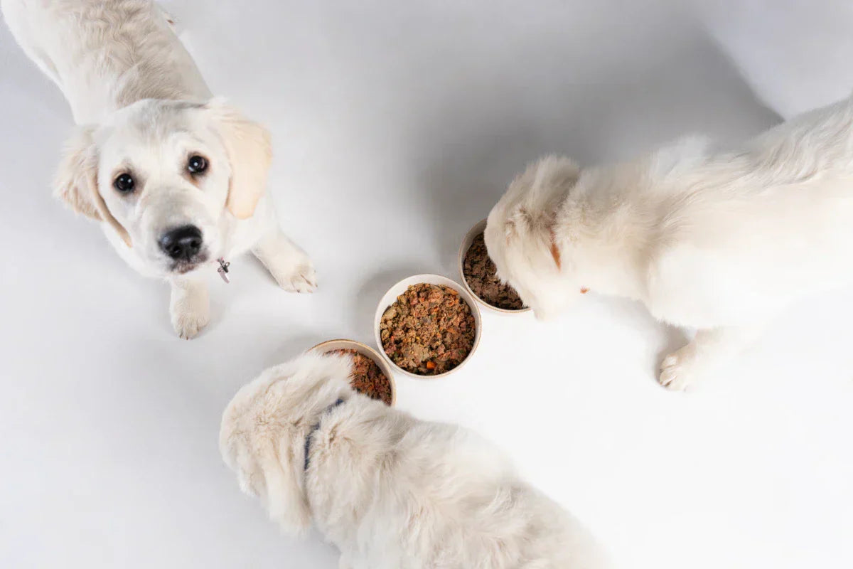 Puppies eating lightly cooked dog food. 