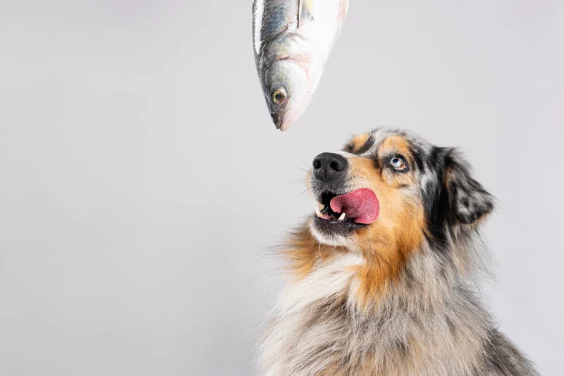 Is Salmon Good for Dogs