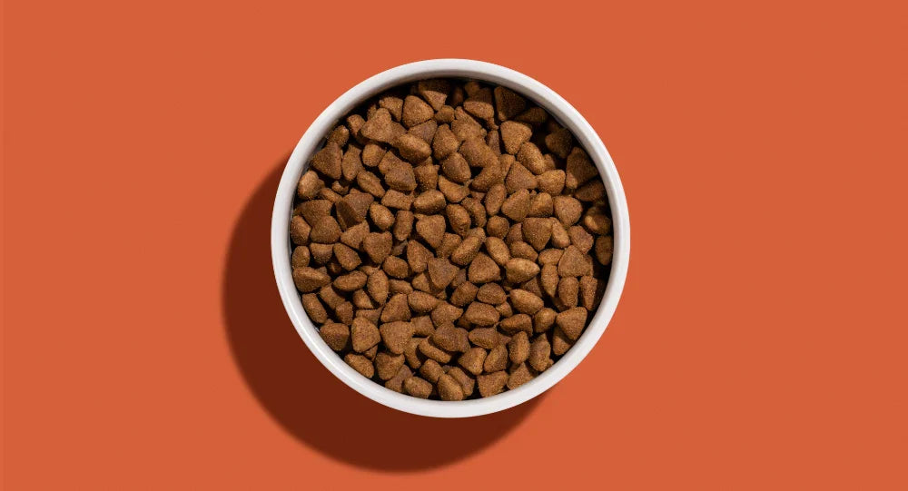 Kibble vs Fresh Food for Dogs