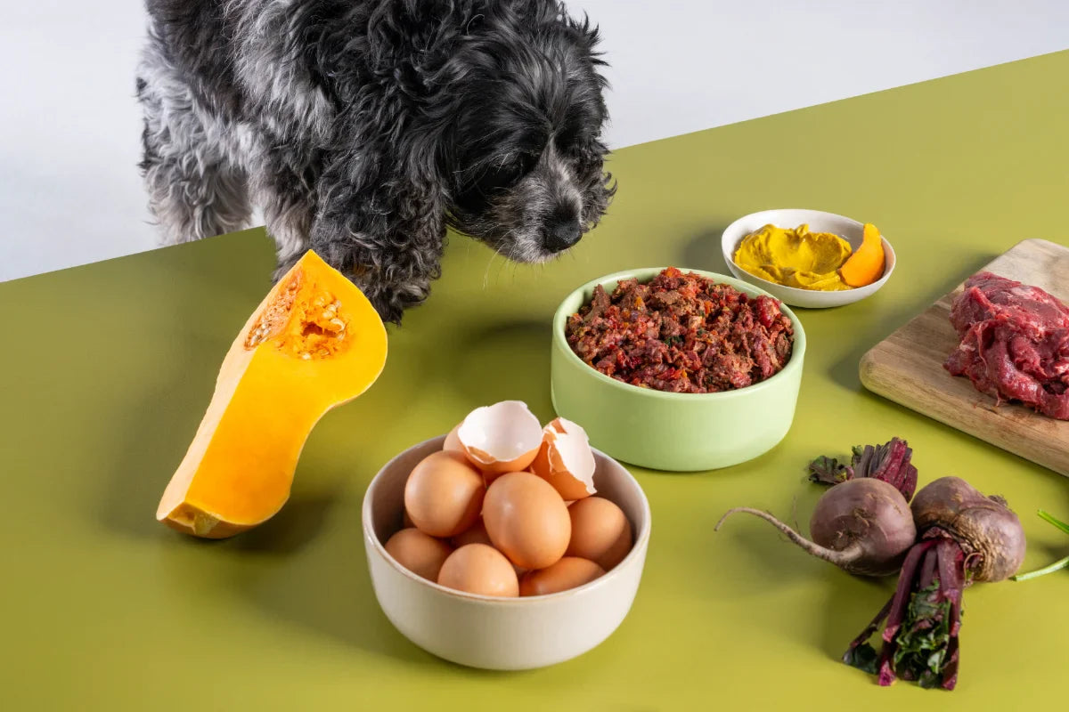 Dog looking at a bowl of lightly cooked dog food with ingredients on display