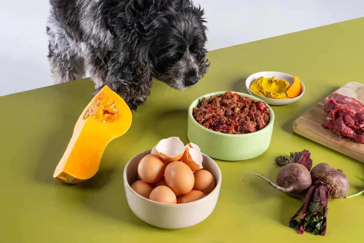 Dog looking at a bowl of lightly cooked dog food with ingredients on display