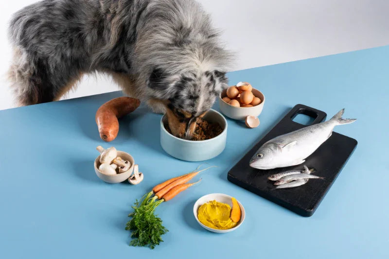 Raw vs Gently Cooked Dog Food: Which Is Better for Dogs?