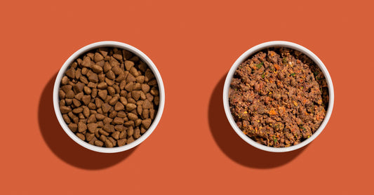 Top 5 Signs Your Dog Needs a Diet Change