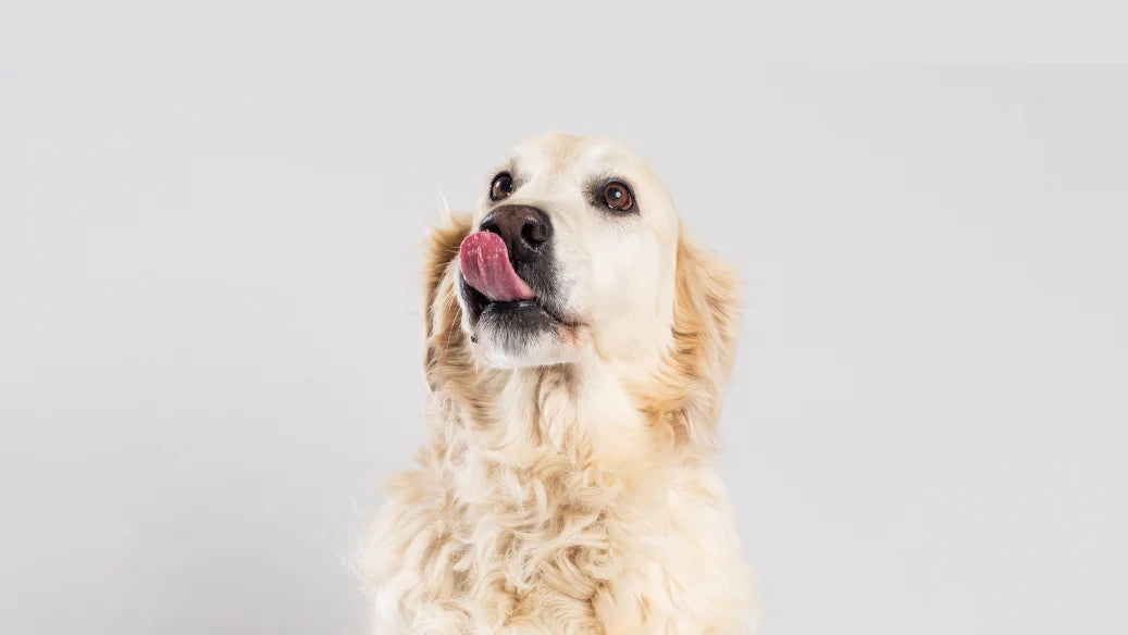 Dog licking its lips