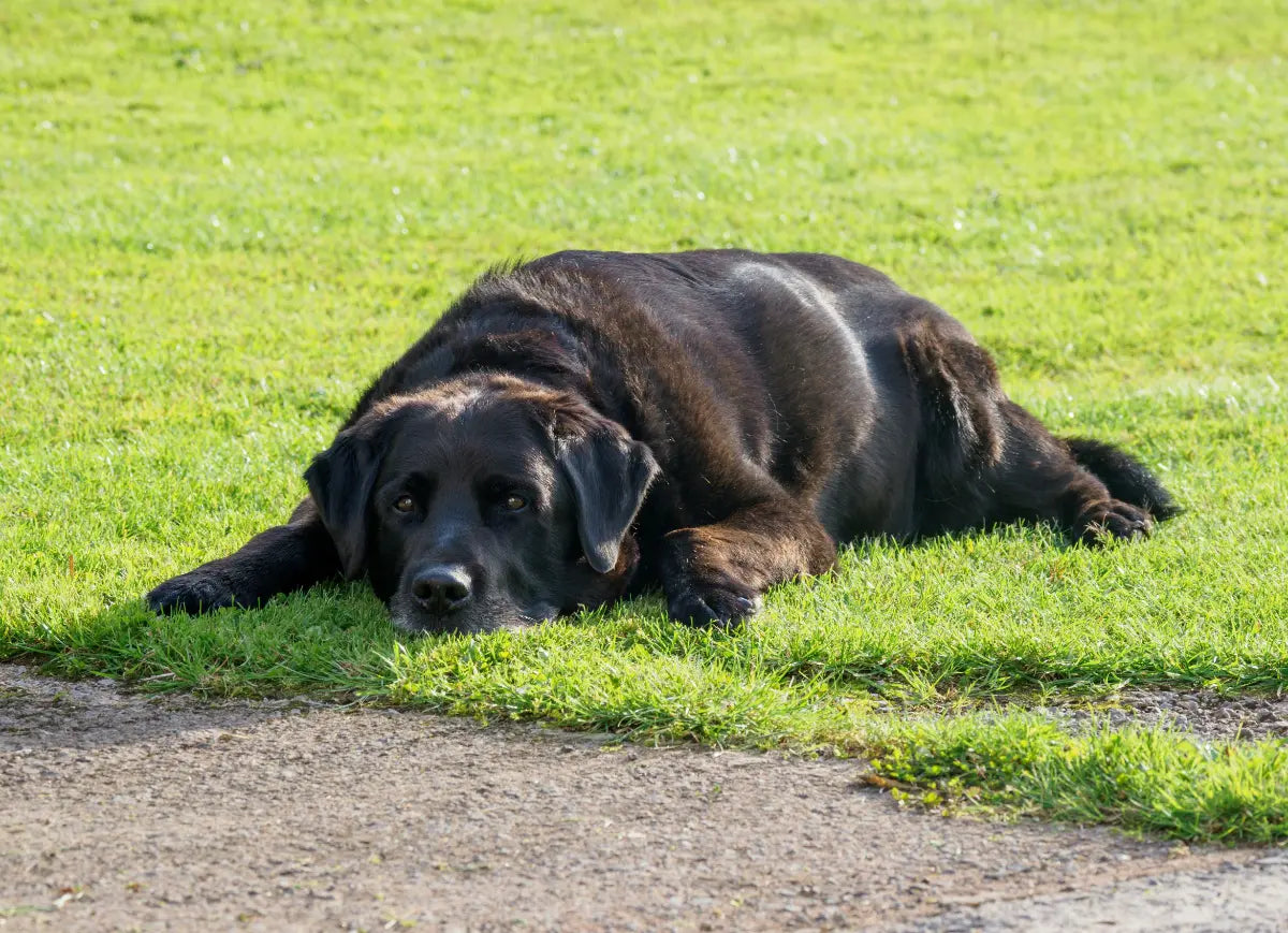 Lightly Cooked Dog Food for Weight Loss