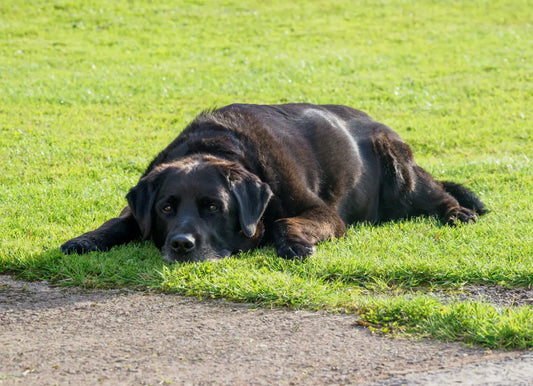 Lightly Cooked Dog Food for Weight Loss
