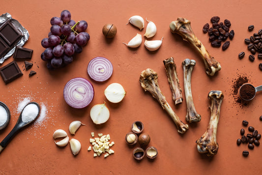 What Foods Are Toxic to Dogs? The Complete Australian Pet Parent's Safety Guide