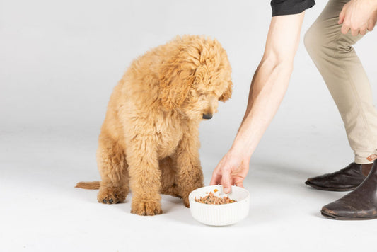 What Is Lightly Cooked Dog Food?
