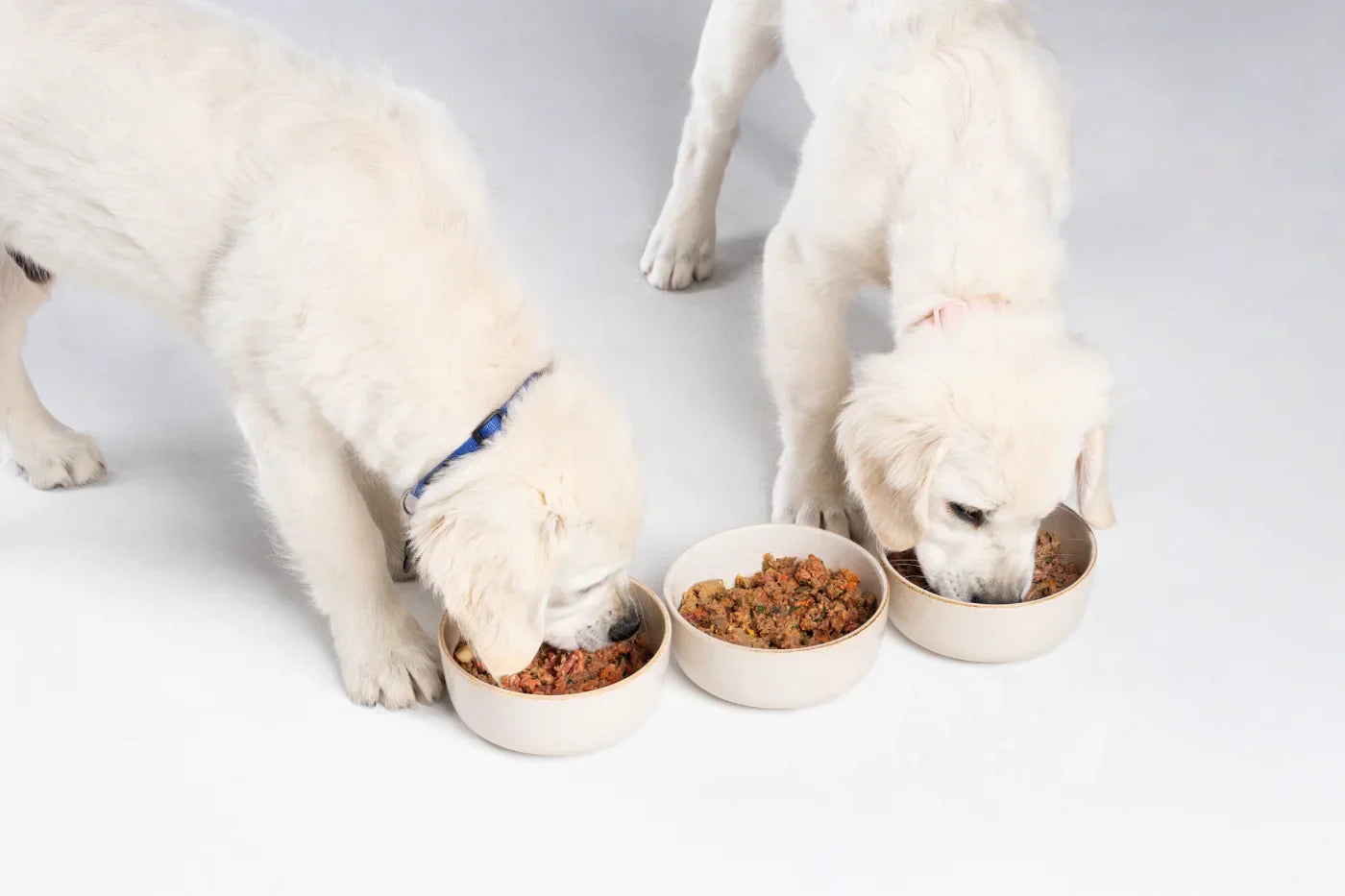 What to Feed a Puppy