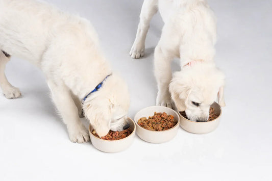 What to Feed a Puppy