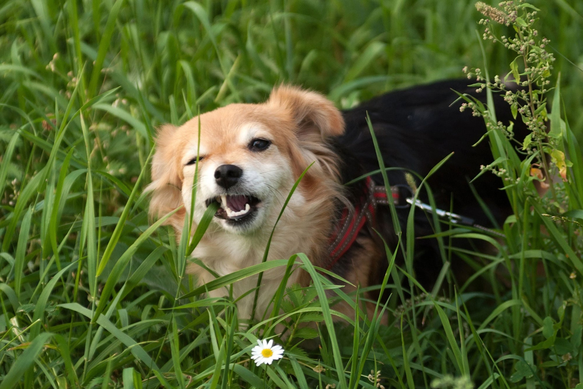 Why Does My Dog Eat Grass? Causes, What It Means & When to Worry