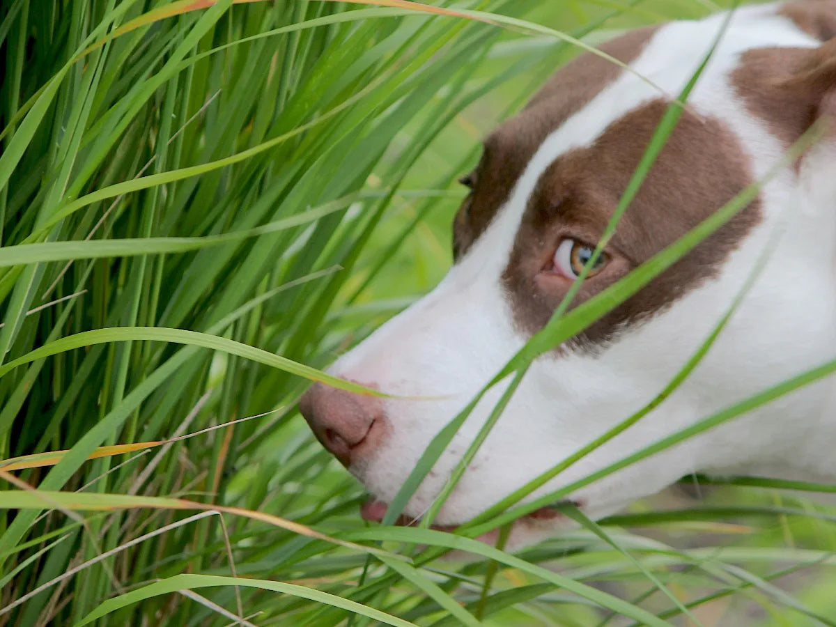 Why dogs eat grass