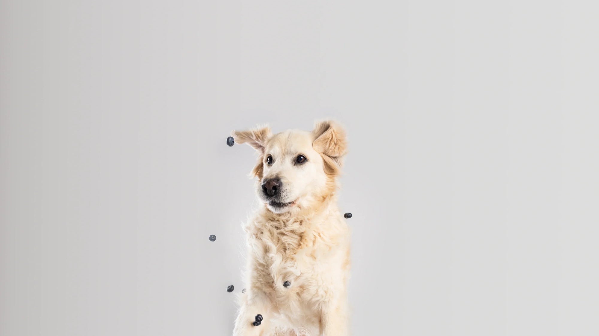 The Secret to a Longer, Healthier Life for Your Dog - The 5 Hounds Difference