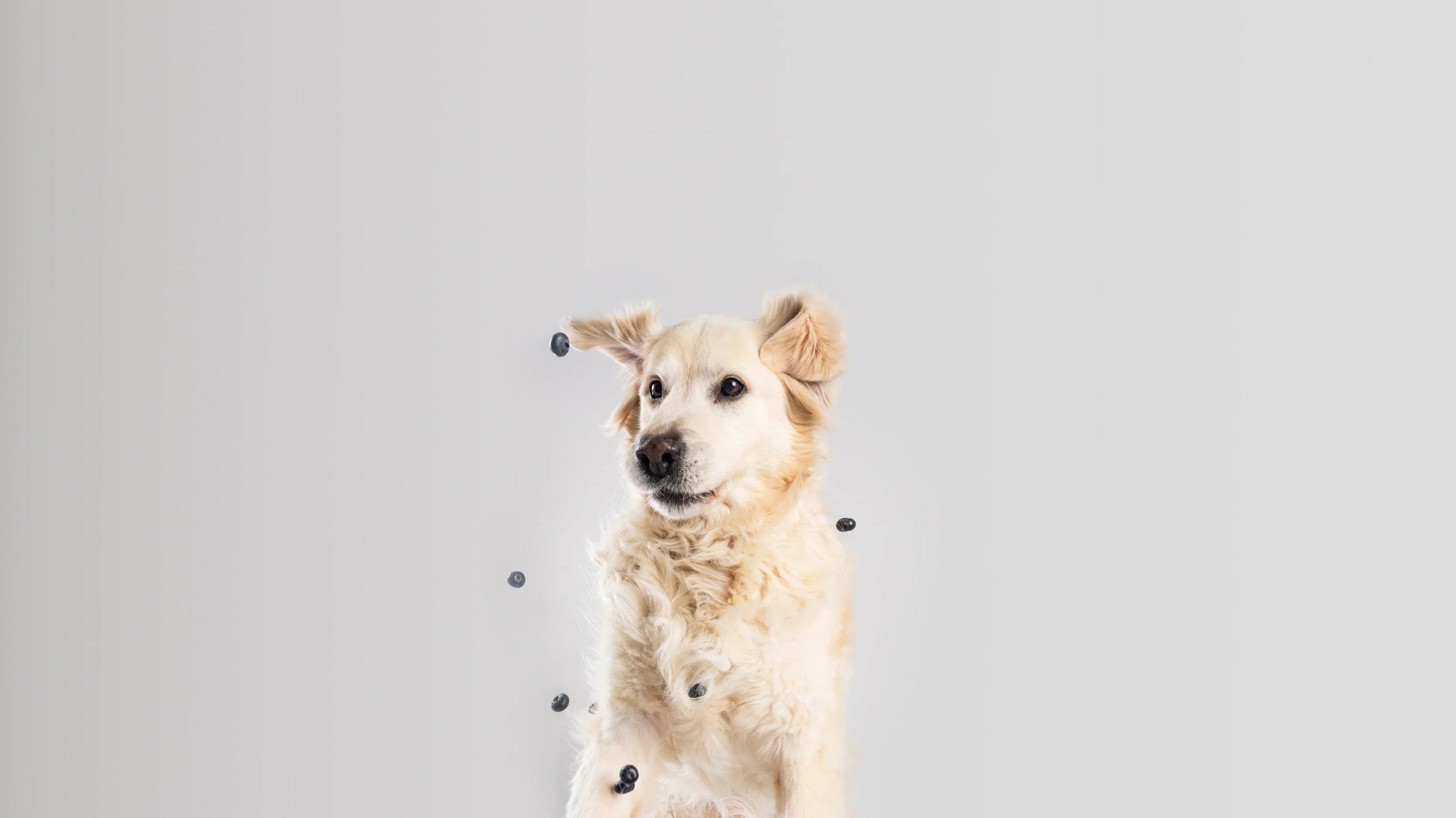 The Secret to a Longer, Healthier Life for Your Dog - The 5 Hounds Difference