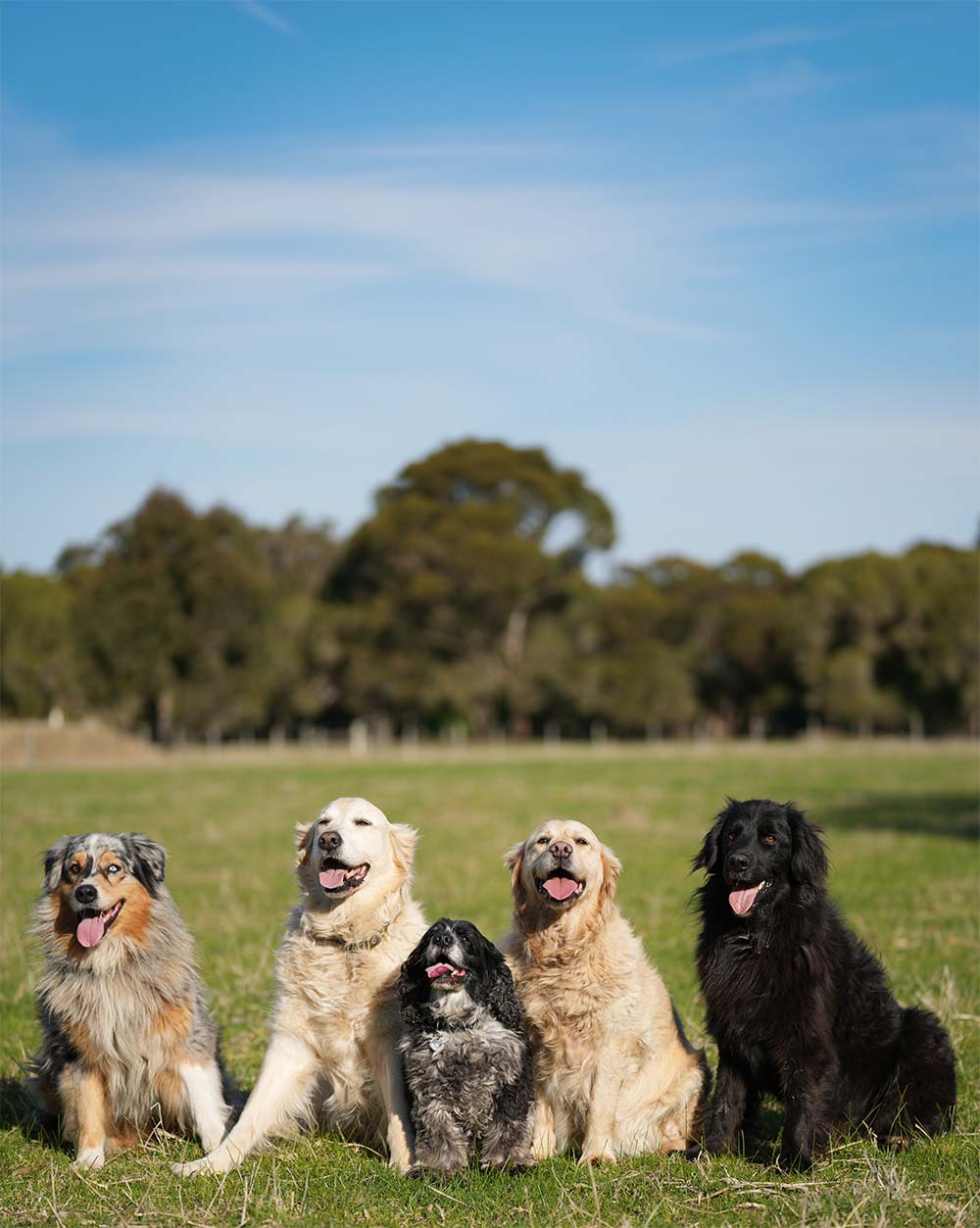 Meet The Pack | 5 Hounds by Dr Will