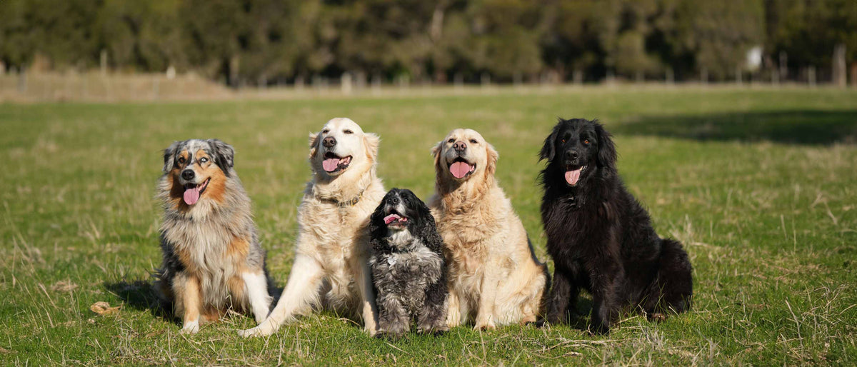 Meet The Pack | 5 Hounds by Dr Will