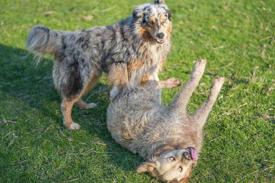 Dogs playing