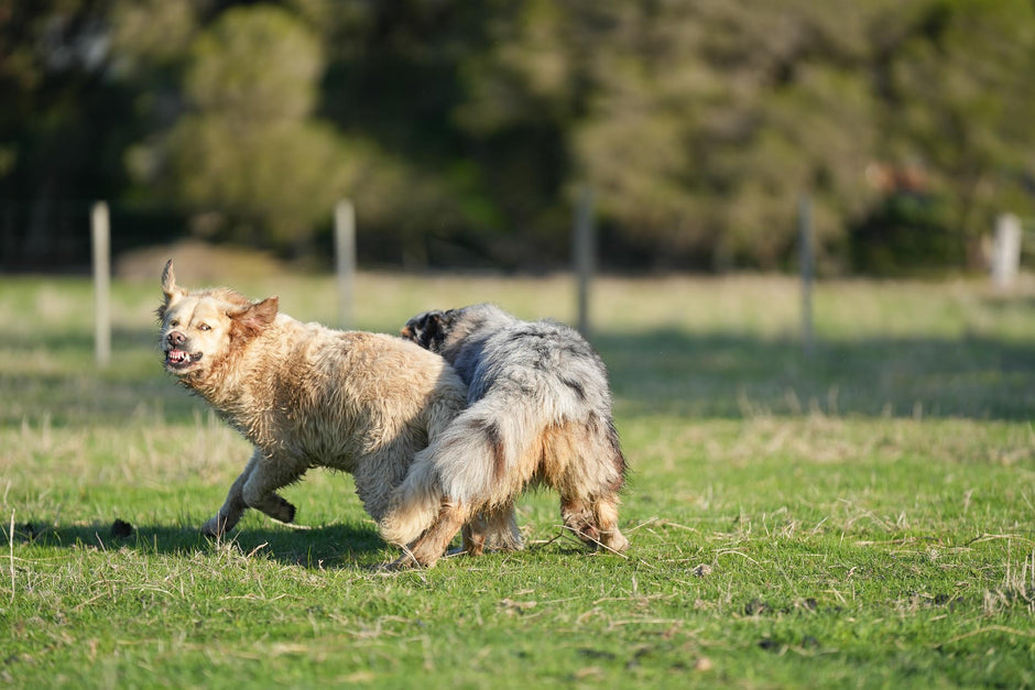 Dogs playing