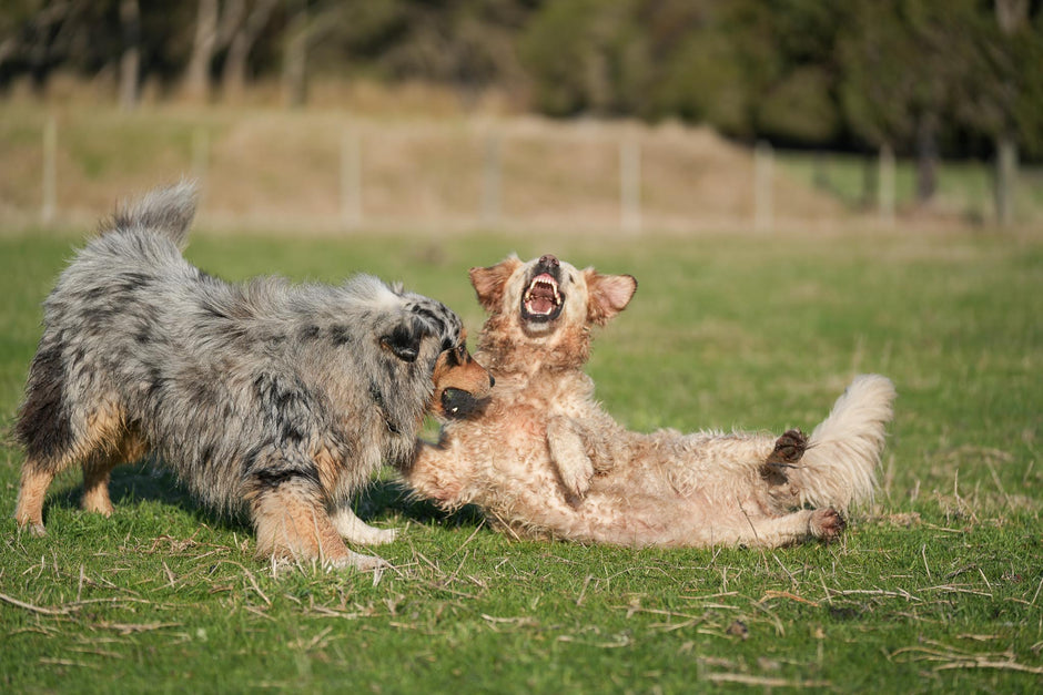 Dogs playing