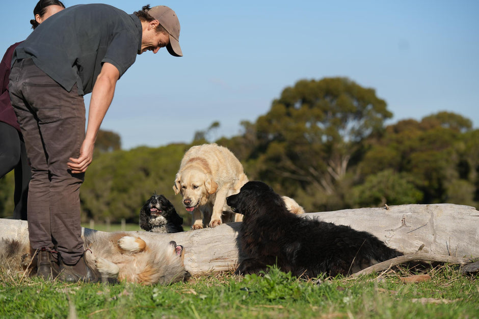 Dogs playing