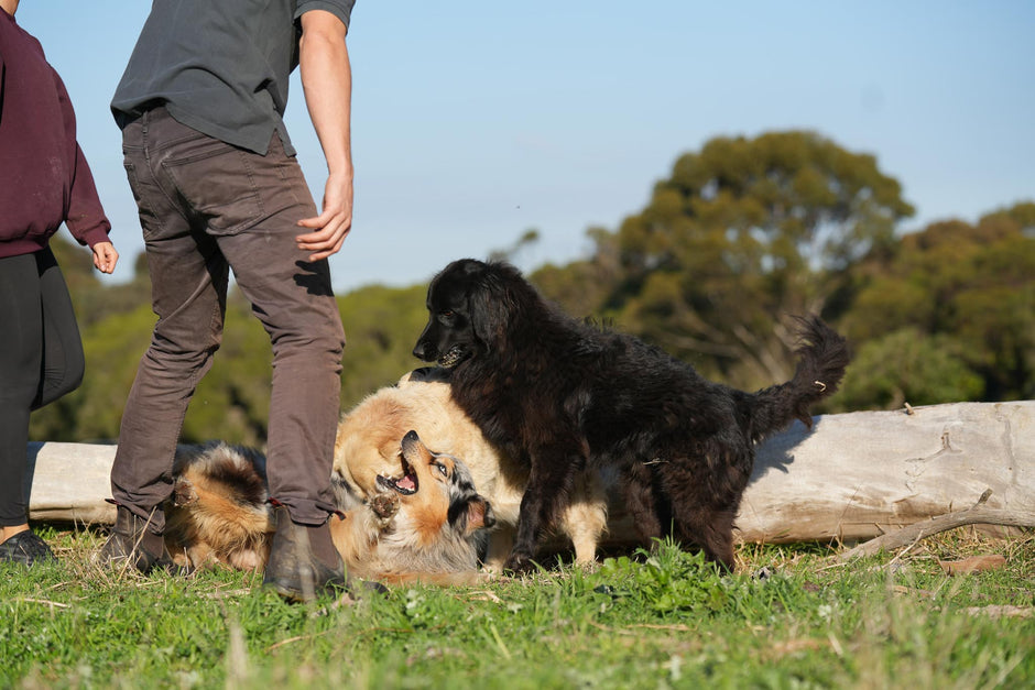 Dogs playing