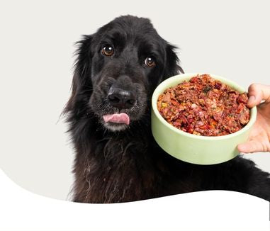 Black dog with a bowl of food held by a person against a white background