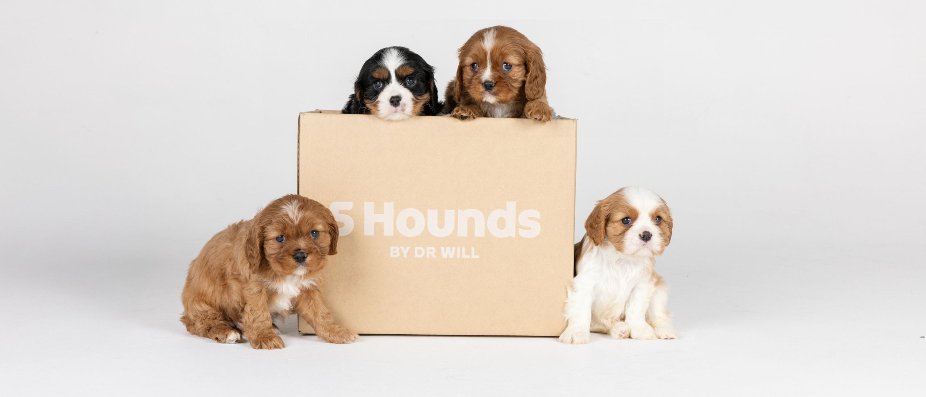 Puppy Club Vet Run Plans For Pups 5 Hounds By Dr Will puppy-club-vet-run-plans-for-pups-5-hounds-by-dr-will