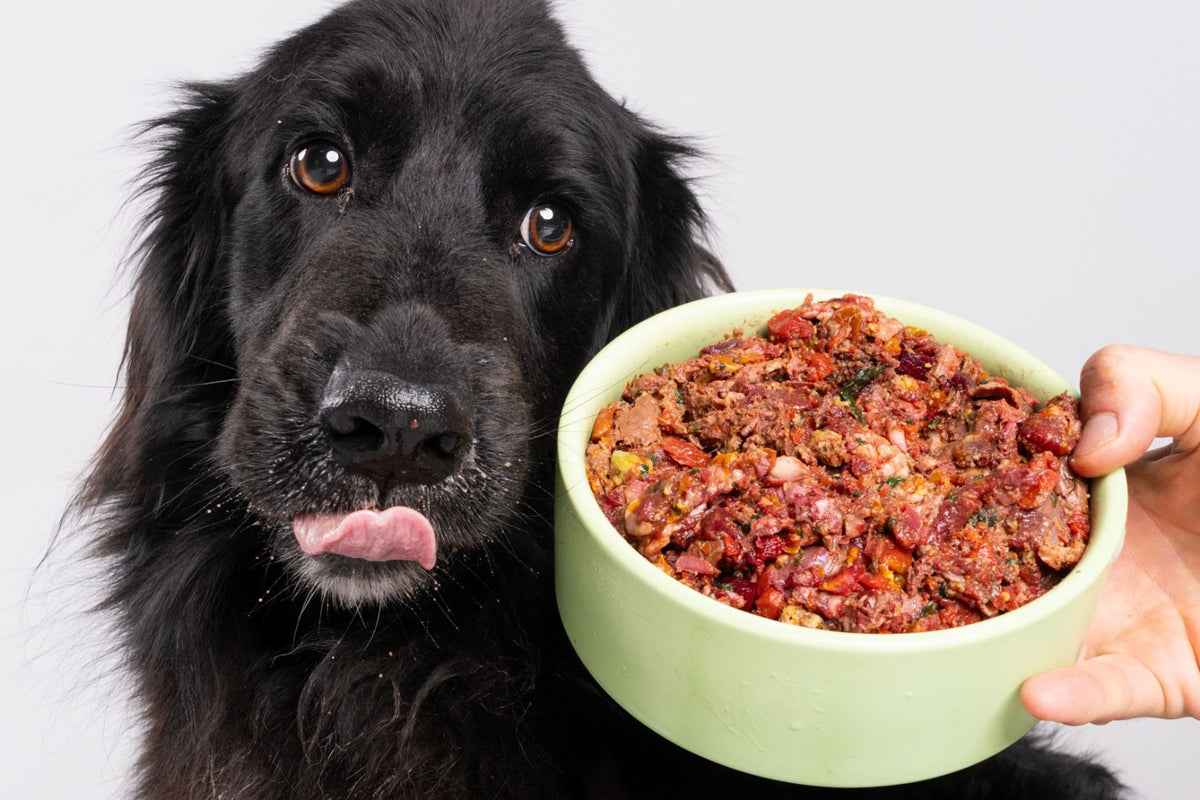 WANT TO CREATE A PERSONALISED MEAL PLAN FOR YOUR PUP?